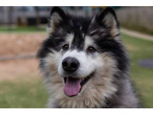 Chicota - Female Alaskan Malamute Photo