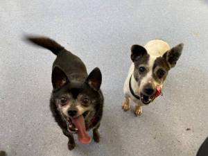 Chiko - Male Chihuahua: Short Hr Photo