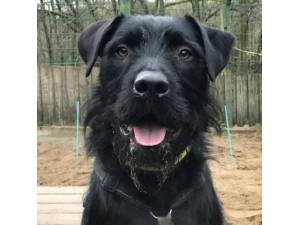 Deano - Male Schnauzer: Giant Photo