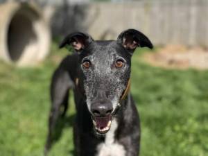 Georgia - Female Greyhound Photo