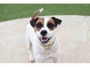 Jackson - Male Jack Russell Terrier (JRT) Photo