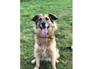 Lacey - Female German Shepherd Dog (GSD / Alsatian) Photo
