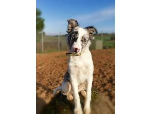 Lucy - Female Border Collie Photo