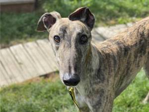 Noah - Male Greyhound Photo