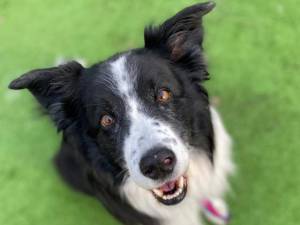 Oscar - Male Border Collie Photo