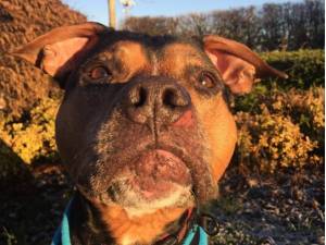Phil - Male Staffordshire Cross (SBT) Photo