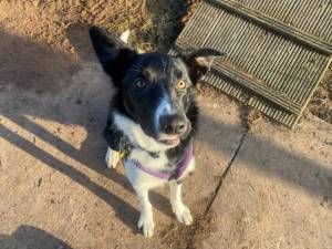Pogo - Male Border Collie Photo