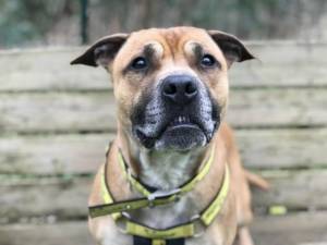 Rambo - Male Staffordshire Bull Terrier (SBT) Photo