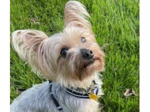 Roxy - Female Terrier: Yorkshire Photo