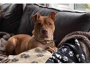 Ruby - Female Shar-Pei Photo
