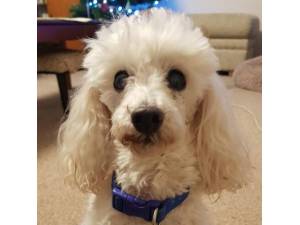 Scottie - Male Poodle: Toy Photo