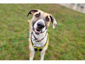 Sibyl - Female Lurcher Photo
