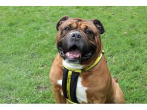 Simba - Male Mastiff: Bull Photo