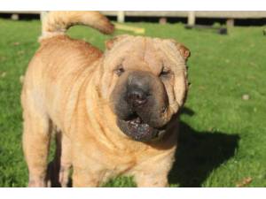 Sophie - Female Shar-Pei Photo