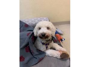 Teddy - Male Bichon Frise Photo
