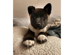 Togo - Male Akita Photo