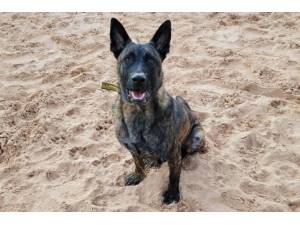 Zero - Male Dutch Shepherd Photo
