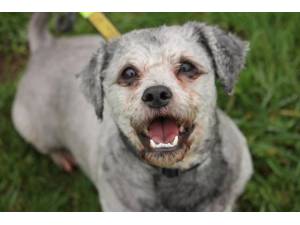 Bailey - Male Bichon Frise Photo