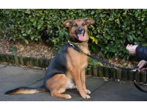 Jonny - Male German Shepherd Dog (GSD / Alsatian) Photo