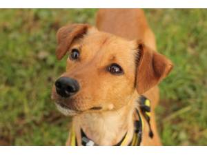 Lula - Female Terrier Cross Photo