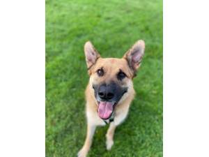 Milano - Male German Shepherd Dog (GSD / Alsatian) Photo