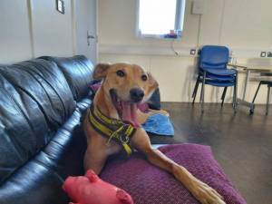 Tia Maria - Female Lurcher Photo