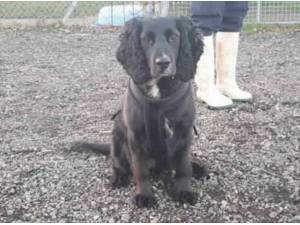BRUNO - Cocker Spaniel
crossbreed Photo