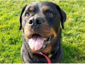 RIGBY - Rottweiler Photo