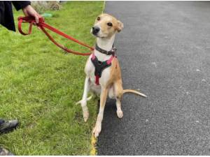 SKYE - Greyhound
crossbreed Photo