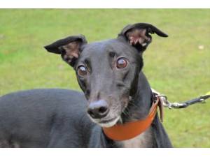 Amigo - Male Greyhound Photo