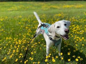 Boogie - Male Beagle Photo