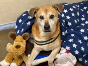 Mike - Male Lab Cross Photo