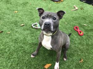 Theo - Male Staffordshire Cross (SBT) Photo