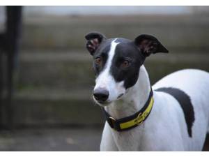 Watson - Male Greyhound Photo