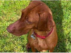 RUBY - Vizsla Photo