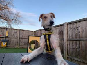 Noah - Male Lurcher Photo