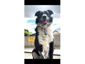 Spot - Male Border Collie Photo