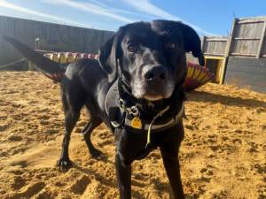 Toby - Male Lab Cross Photo