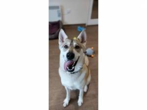 Luna - Female Alaskan Malamute Photo