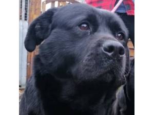 Mush - Male Rottweiler Cross Photo
