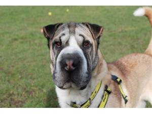 Bertie - Male Shar-Pei Photo