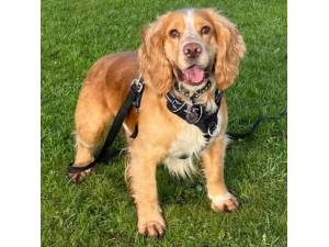 Johnny - Male Cocker Spaniel Photo