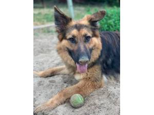 Margot - Female German Shepherd Dog Photo