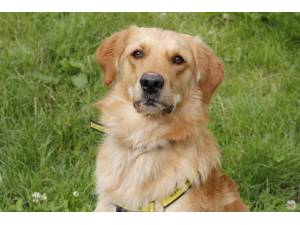 Bentley - Male Golden Retriever Photo