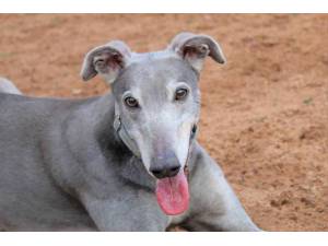 Charlie - Male Greyhound Photo