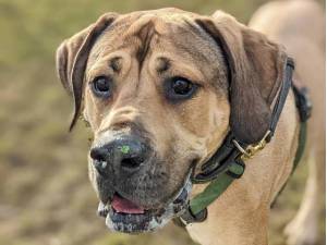 Rex - Male Great Dane Photo