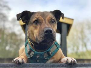 Rescue Dogs In Winkleigh Petlist