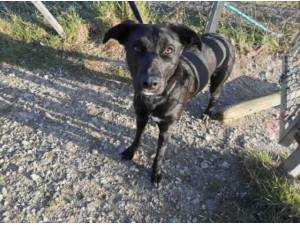 TRIXIE - Lurcher
crossbreed Photo