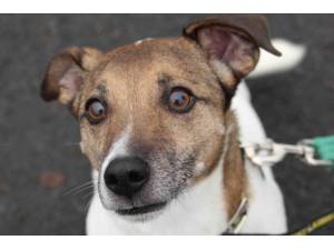 Bailey - Male Jack Russell Terrier (JRT) Photo