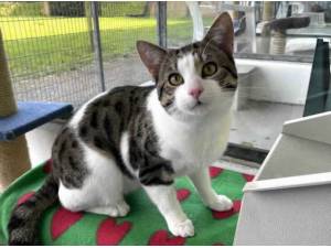 MAX - Domestic Shorthair
crossbreed Photo